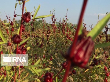 دلگان خاستگاه چای ترش کشور