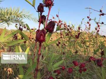 دلگان خاستگاه چای ترش کشور