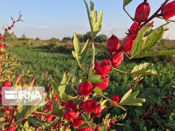 دلگان خاستگاه چای ترش کشور