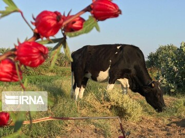 دلگان خاستگاه چای ترش کشور
