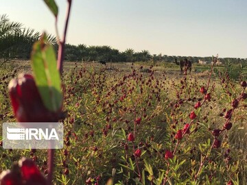 دلگان خاستگاه چای ترش کشور