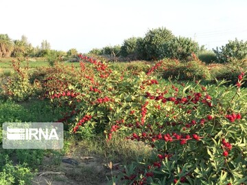 دلگان خاستگاه چای ترش کشور