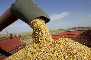 ماجرای ترخیص ۱۴۰ هزارتن ذرت های آلوده به کجا رسید؟