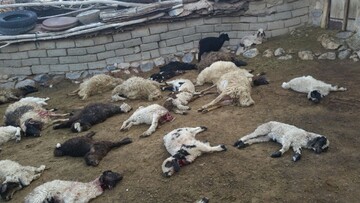 گرگ‌های وحشی ۱۹۰ گوسفند یک گله را خوردند