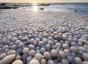 تخم‌مرغ‌های یخی مرموز در ساحل فنلاند/ عکس