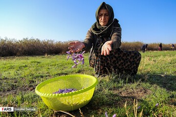 زعفران