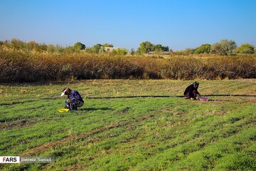 زعفران