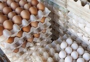 تفاوت قیمت تخم مرغ از درب مرغداری تا بازار چقدر است؟