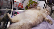 قوانین عجیب روسیه: گربه چاق حق سوار شدن به هواپیما را ندارد