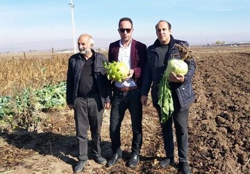 پرورش سنگین‌ترین کلم دنیا  به وزن 7کیلو در اردبیل / عکس