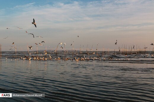 پرندگان مهاجرِ «خلیج فارس»