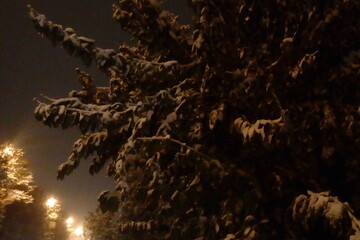 سنگینی برف درختان این شهر را می‌شکند