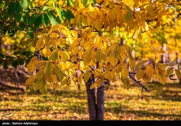 باغ‌شهر هیر در فصل رنگ‌ها