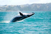 نجات نهنگ‌ها بیشتر از کاشت درخت برای مقابله با تغییر اقلیم مفید است