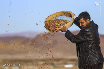 برداشت"میوه طول عمر"در خراسان جنوبی