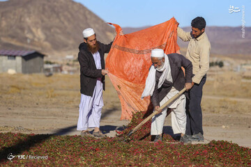 برداشت"میوه طول عمر"در خراسان جنوبی