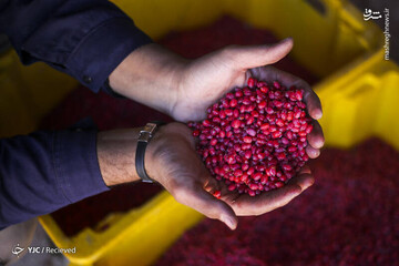برداشت"میوه طول عمر"در خراسان جنوبی