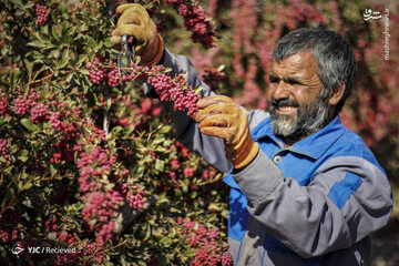 برداشت"میوه طول عمر"در خراسان جنوبی