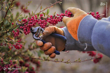 برداشت"میوه طول عمر"در خراسان جنوبی