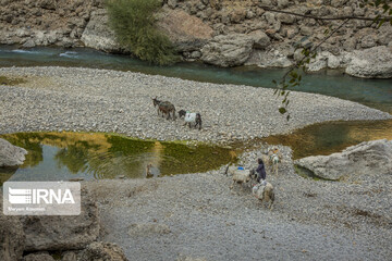 زنان چشمه