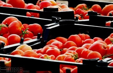 انتظار ارزانی گوجه فرنگی از اول دی‌ماه؛ عوارض صادراتی این محصول تصویب شد