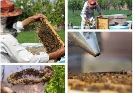 نیش مشکلات به صنعت زنبورداری/ بازار در اشغال عسل‌های تقلبی است
