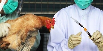 آنفلوآنزای فوق‌حاد پرندگان در کردستان شیوع ندارد