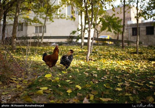 تهران پاییزی