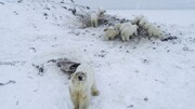 خرس‌ها به روستایی در روسیه حمله کردند