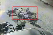 فیلم | حمله ۶ سگ به مرد مسن در خیابان‌های هند