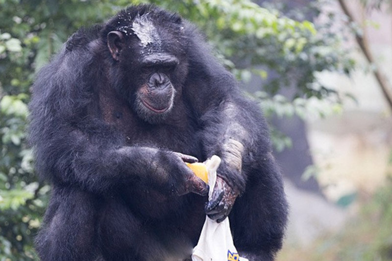 ببینید | لحظه احساسی دیدار مادر شامپانزه با فرزندش