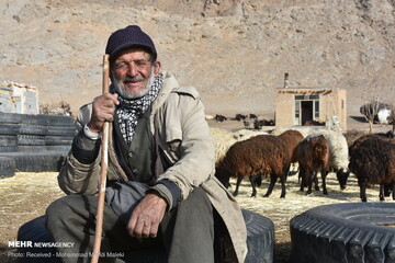 تنها در دل بیابان