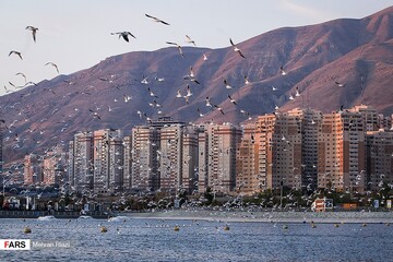 تهران؛ میزبان «پرندگان سیبری»
