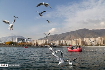 تهران؛ میزبان «پرندگان سیبری»