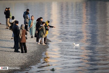 تهران؛ میزبان «پرندگان سیبری»