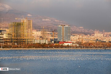 تهران؛ میزبان «پرندگان سیبری»