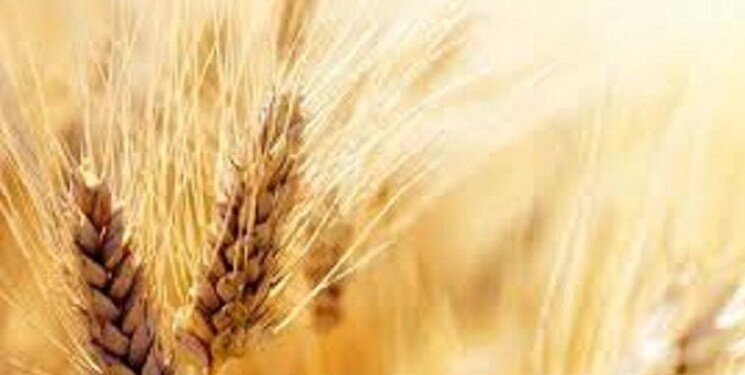 خبر مهم برای گندمکاران/ قیمت واقعی گندم اعلام شد