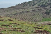 غنی سازی۱۲ هزار هکتار جنگل در لرستان