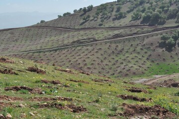  غنی سازی۱۲ هزار هکتار جنگل در لرستان 