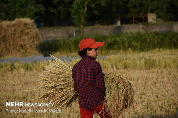 پایان برداشت برنج در شادگان/۲۲.۵ تن شلتوک برداشت شد