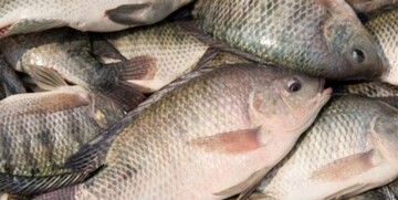 پرورش ماهی تیلاپیا تهدید زیستی و امنیتی دارد؟