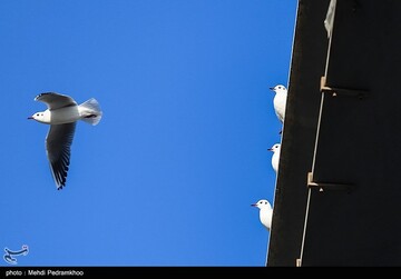 کارون میزبان پرندگان ماهی خوار - اهواز