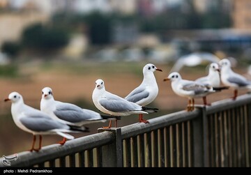 کارون میزبان پرندگان ماهی خوار - اهواز
