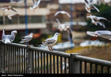 کارون میزبان پرندگان ماهی خوار - اهواز