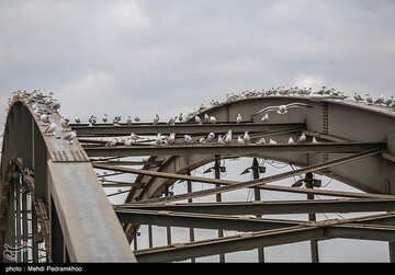 کارون میزبان پرندگان ماهی خوار - اهواز