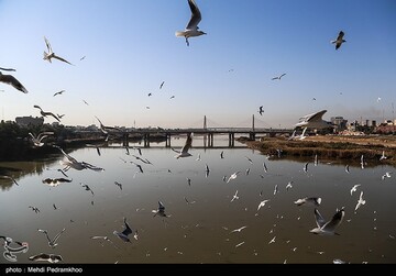 کارون میزبان پرندگان ماهی خوار - اهواز