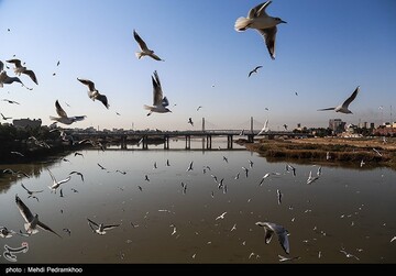 کارون میزبان پرندگان ماهی خوار - اهواز