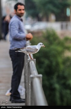 کارون میزبان پرندگان ماهی خوار - اهواز