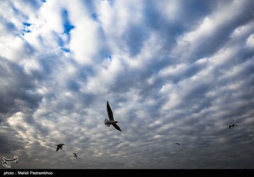 کارون میزبان پرندگان ماهی خوار - اهواز