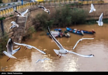 کارون میزبان پرندگان ماهی خوار - اهواز